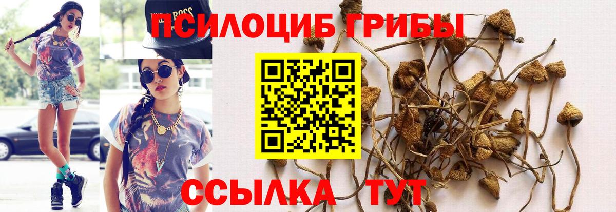 Галлюциногенные грибы Cubensis Саранск